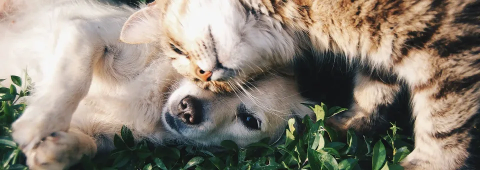 A dog and cat cuddling — EziBuild's animal welfare mission